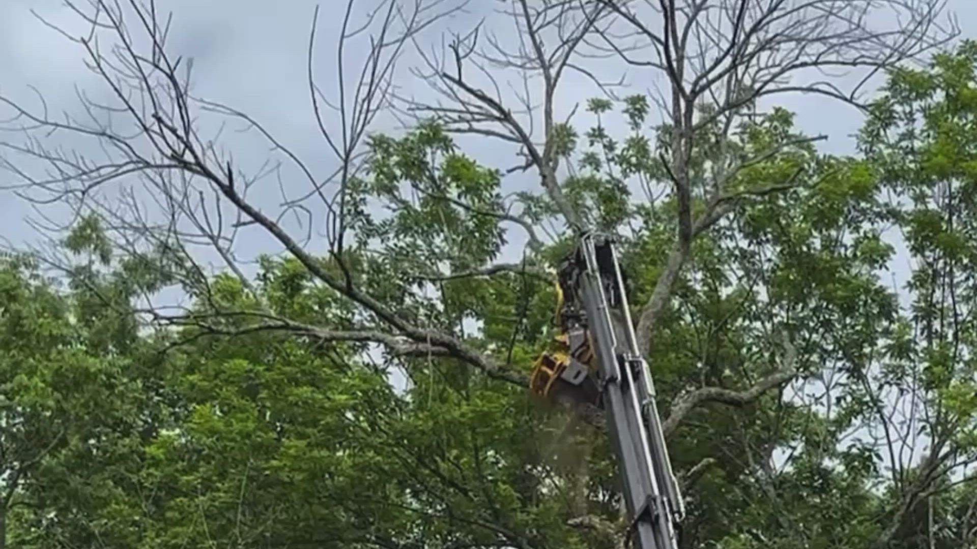 Crane removing a tree