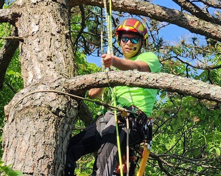 Priority Tree arborist in a helmet and safety harness working on ropes high in a tree