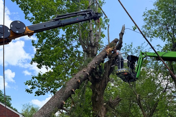 Arborist in an aerial lift cutting a large tree limb with crane support
