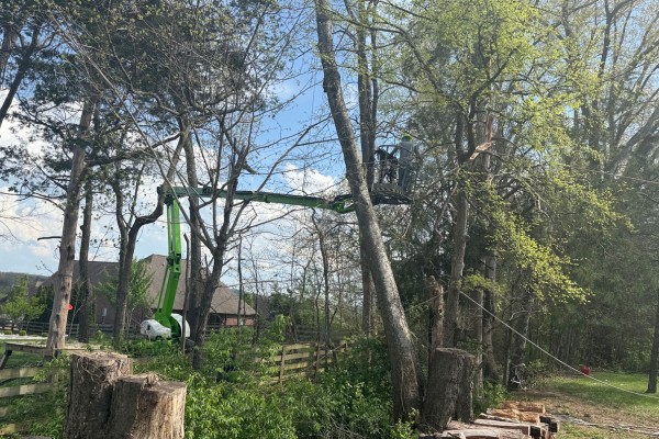 Arborist using a boom lift to trim tree branches near power lines in a residential backyard