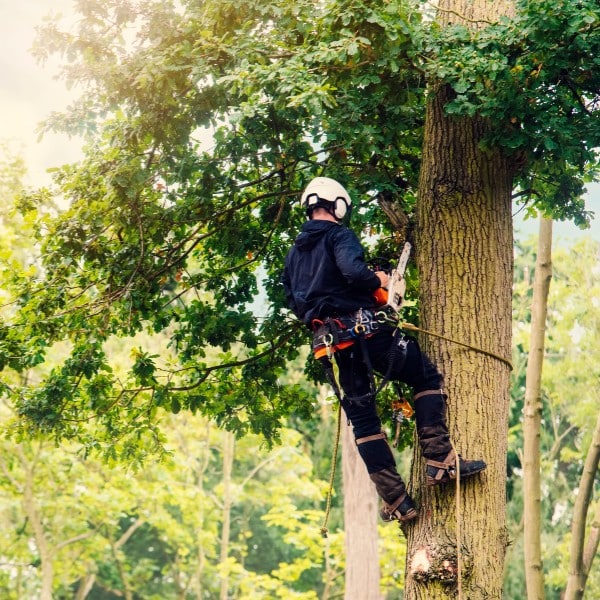 Arborist climbing a tree using a safety harness to reach upper branches