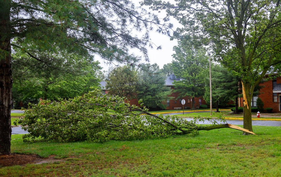 A large tree branch snapped and fallen across a residential yard in Nashville after a summer storm, with green foliage still attached.