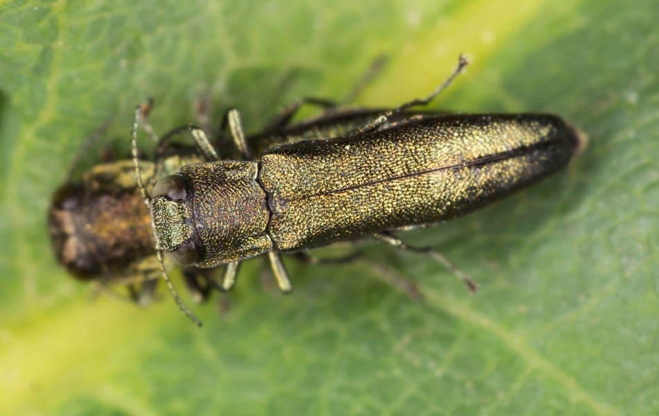 Closeup of a slender, metallic emerald-green adult emerald ash borer beetle, roughly half an inch long, resting on a green leaf.