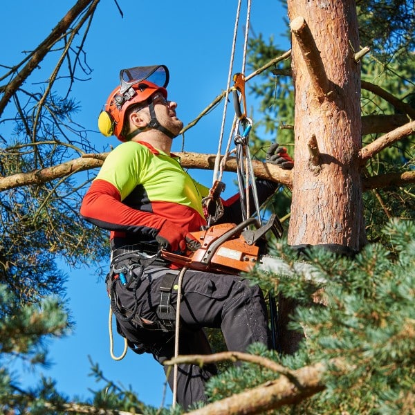 Arborist in a bucket lift cutting into a large leaning tree using crane support