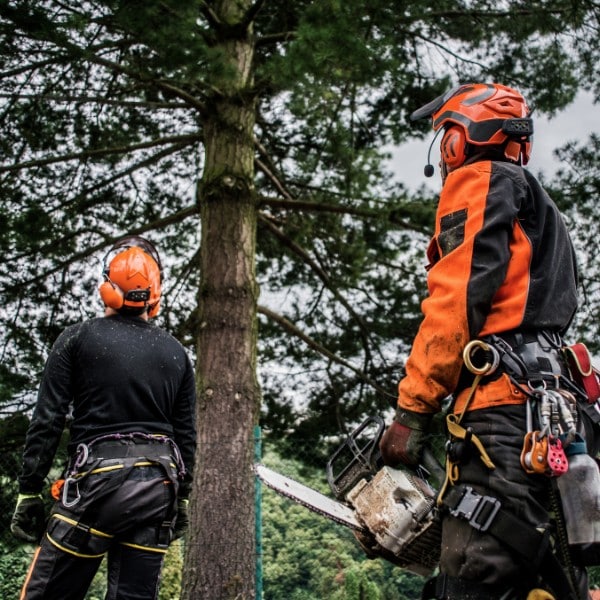 Grapple saw crane preparing to remove a storm-damaged tree surrounded by fallen branches