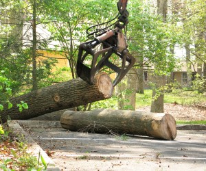 Grapple truck lifting cut tree logs for hauling from a commercial property