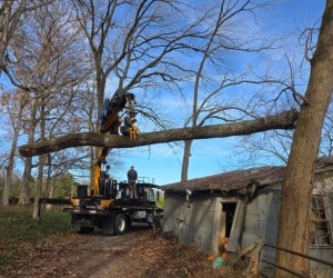 Grapple saw crane removing a hazardous leaning tree near a commercial building