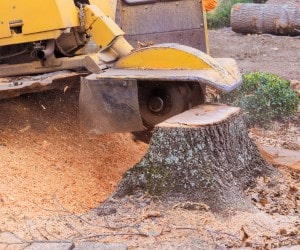Stump grinder cutting through a tree stump with wood chips scattered around