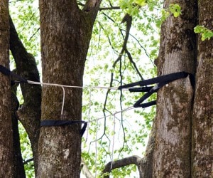 Tree cabling installed between multiple trunks for structural support