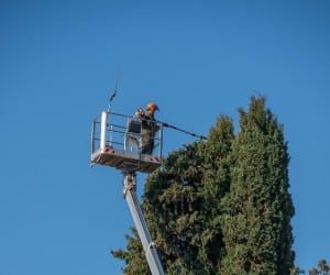 Arborist in an aerial lift pruning the top of a tall evergreen tree