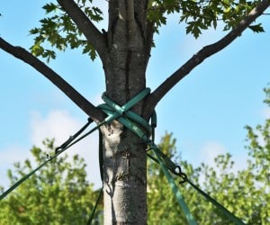 Support straps secured around a young tree trunk for structural stabilization