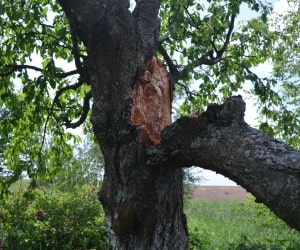 Large tree with a damaged, splitting limb posing a hazard