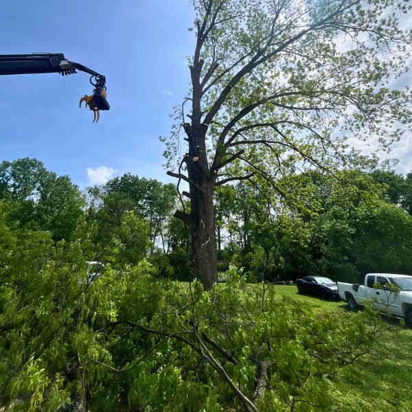 Grapple saw crane preparing to remove a storm-damaged tree surrounded by fallen branches