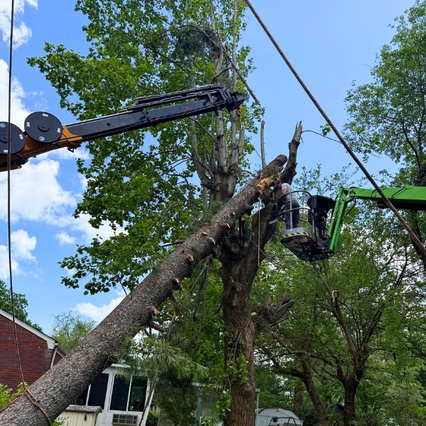 Arborist in a bucket lift cutting into a large leaning tree using crane support