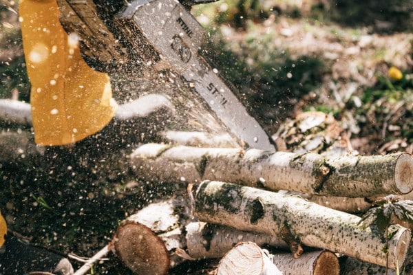 Chainsaw cutting through birch logs with wood chips flying