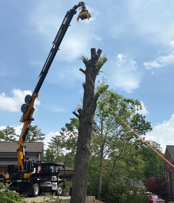 Tree Solutions grapple saw crane extended high above a tall tree with sectioned trunk pieces staged below for removal