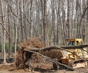 Bulldozer pushing an uprooted tree during residential lot clearing
