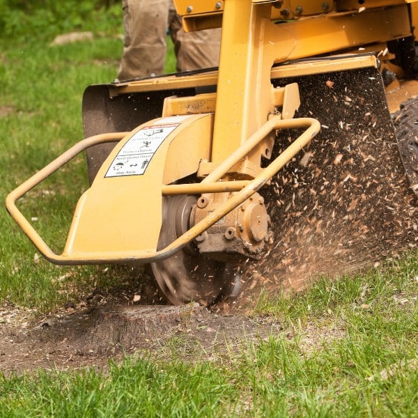 Stump grinder cutting through a tree stump with wood chips flying