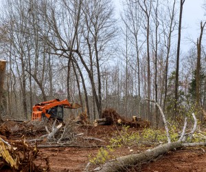 Skid steer clearing selective trees and brush in a wooded lot