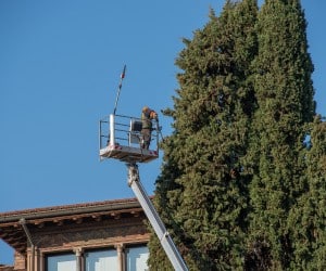 Arborist in elevated bucket truck performing canopy cleaning on tall evergreen tree