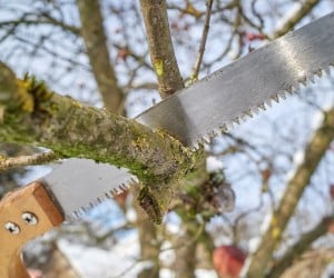 Close-up of handsaw cutting tree branch during canopy reduction pruning service