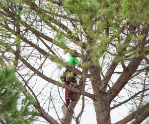 Arborist in safety gear performing canopy thinning to improve tree health and light penetration