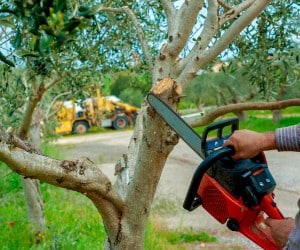 Arborist using chainsaw to remove hazardous tree branch with equipment staged in background