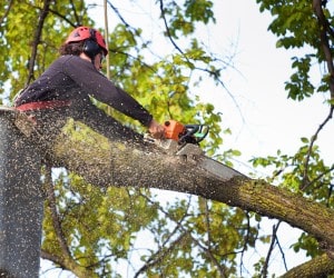 Certified arborist cutting unwanted tree limbs using precision pruning technique