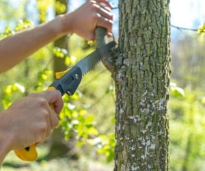 Close-up of hands using pruning saw to raise canopy and remove lower branches