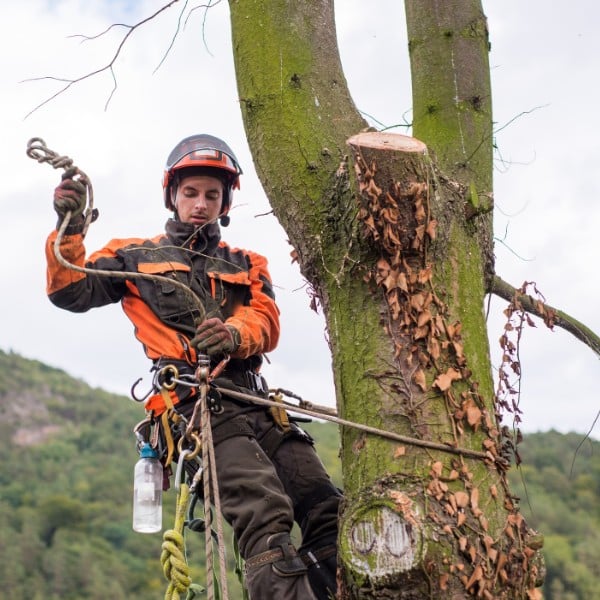Arborist secured in a climbing harness handling rope while cutting a tree trunk