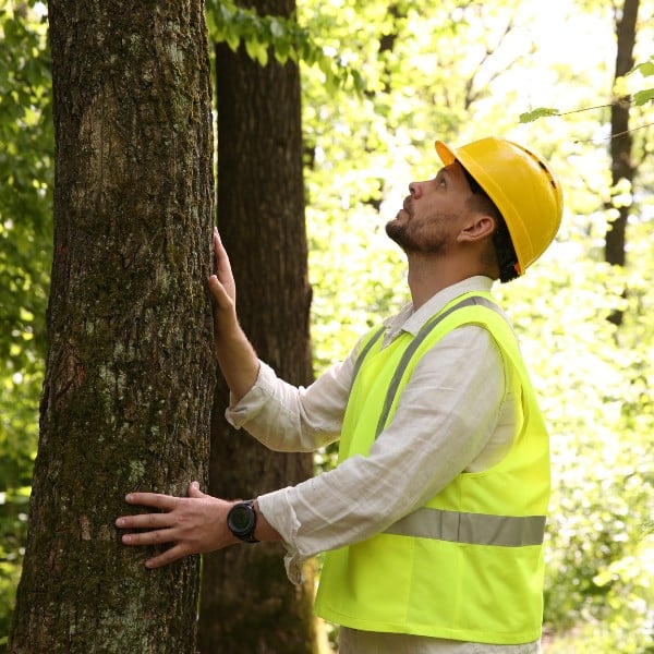 Arborist inspecting a tree trunk during a health assessment in a forested area