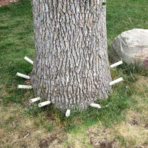 Tree trunk with injection ports installed around the base for emerald ash borer treatment