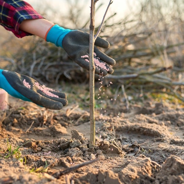 Gloved hands applying granular fertilizer around the base of a young tree