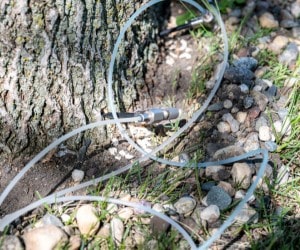 Injection tubing coiled around a tree trunk base for pest and disease treatment