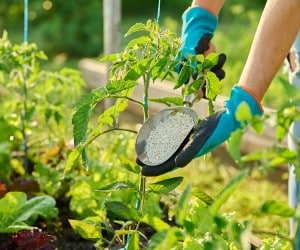 Gloved hands applying granular fertilizer to a young plant with a scoop