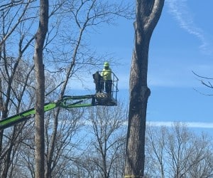 Arborist in elevated boom lift platform performing precision tree pruning and branch removal