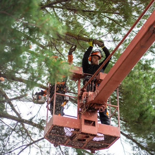 Arborists in a boom lift trimming branches from an evergreen tree