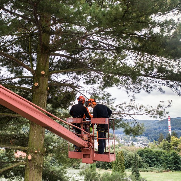 Two arborists in a boom lift pruning branches from a tall pine tree with a scenic hillside backdrop