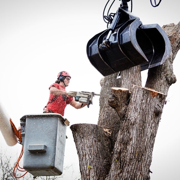 Arborist in a bucket lift using a chainsaw to remove a tree section while a grapple bucket assists