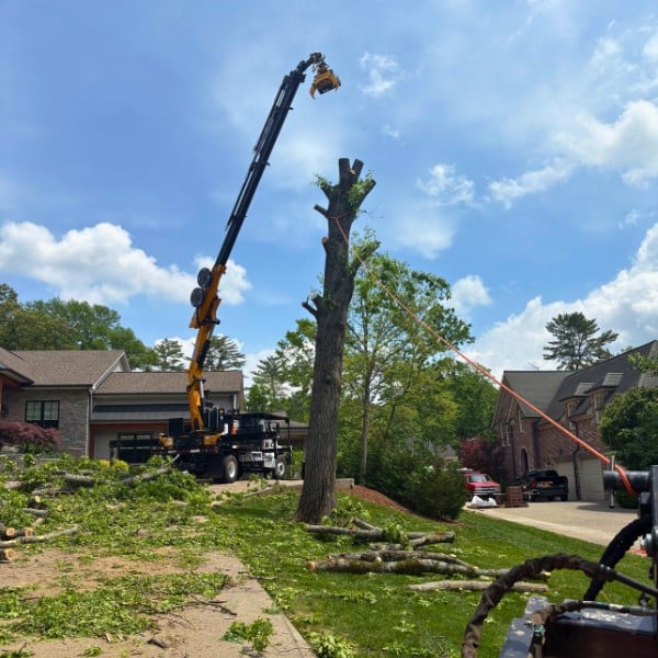 Grapple claw crane removing the top of a large tree with a rope guiding its fall