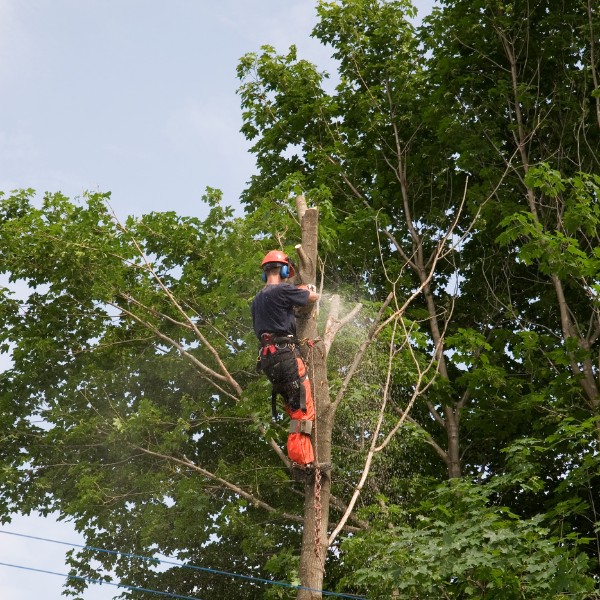 Arborist secured in a safety harness cutting a tree trunk with a chainsaw