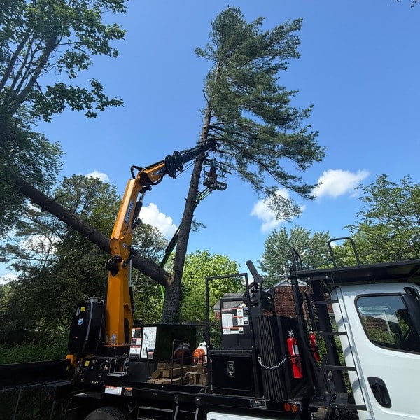 Tree Solutions tracked boom lift and wood processor removing and processing large tree during removal operation