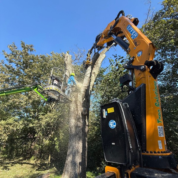 Commercial tree removal using knuckle boom crane to safely fell and remove large tree section