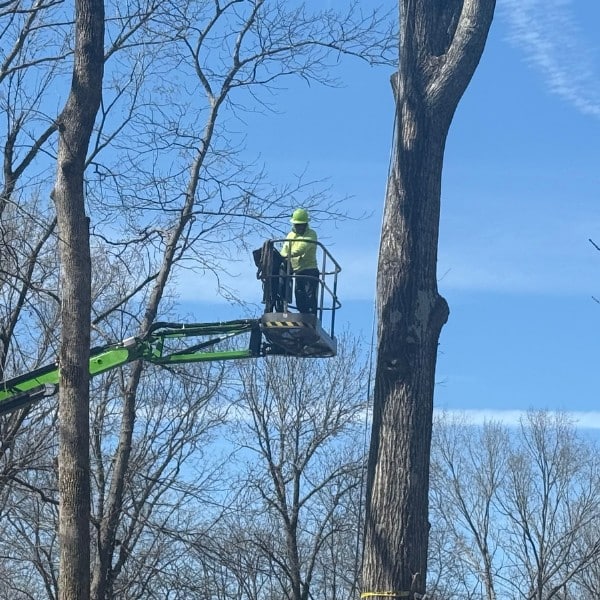 Arborist in elevated lift platform pruning tall tree branches with precision equipment