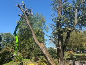 Tree Solutions arborist in a compact spider lift sectioning a large tree during a tight-access residential removal