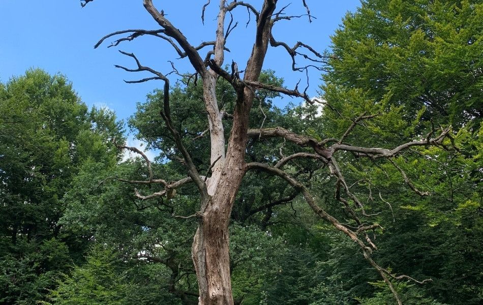 Dead tree with large bare branches and visible structural decline surrounded by healthy green trees.