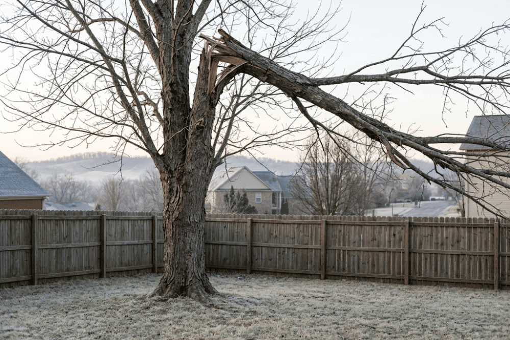 Ice-damaged hardwood tree with a cracked hanging limb beside a fence line between two yards in Mount Juliet, Tennessee