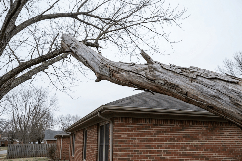 A dead limb that hangs over a roof for a whole season is the kind of defect an owner should have noticed. Large dead limb hanging over a house roofline from a bare tree in a Middle Tennessee yard