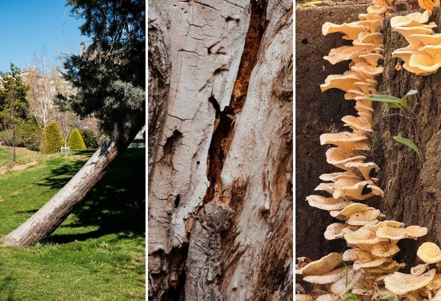 Leaning tree, cracked tree trunk, and fungal growth at the base of a tree showing common warning signs of structural problems.