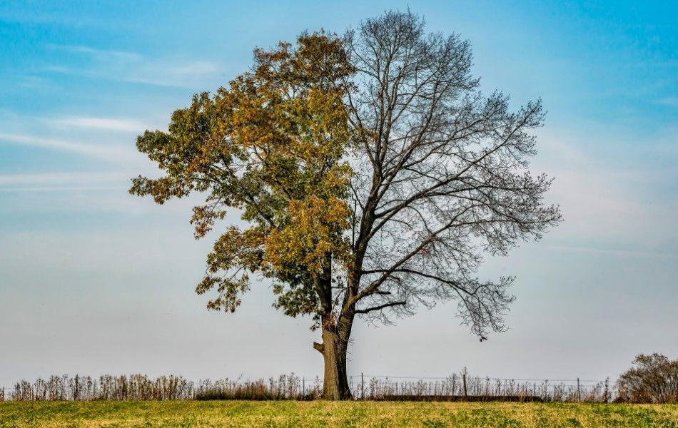 Mature tree showing one side with healthy foliage and the other side with sparse, leafless branches from drought stress or decline.